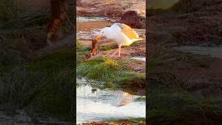 Lobster Loses Fight with Seagull | Cabrillo National Monument, CA