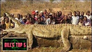 TOP 5 Biggest Crocs In the World