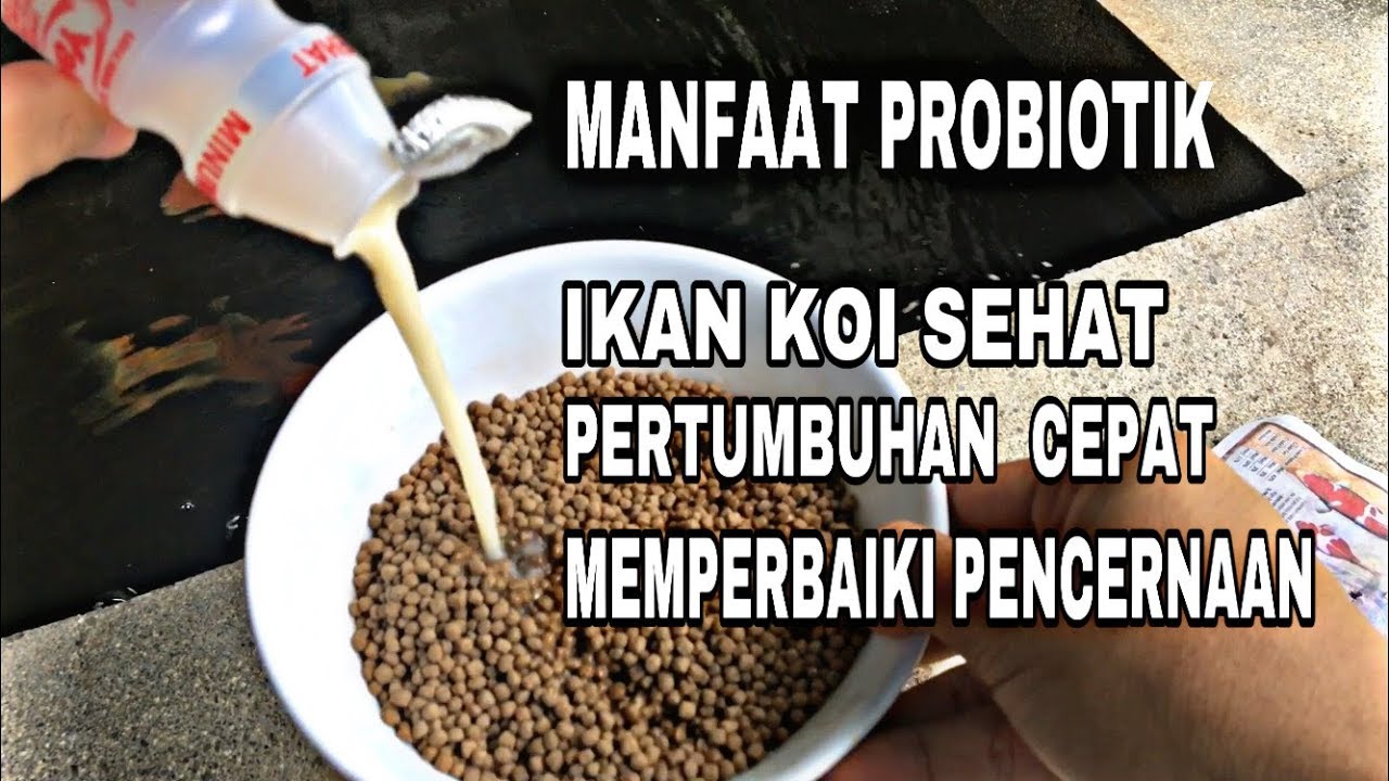 Cara Mudah Membuat Pakan Probiotik Untuk Ikan Koi - YouTube