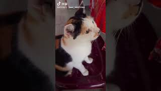 2️⃣只调皮蛋🐈  都不能等一等的，搞得好像我饿TA们很久那样😒  #家中萌宠 #猫咪 #三色母猫 #五毛钱公猫 #马来西亚