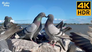 Cat TV for Cats to Watch 😺 Pigeons in love. Party of blackbirds, ducks 🐦 8 Hours(4K HDR)