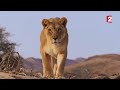 Le lion le plus mal barré d'Afrique - ZAPPING SAUVAGE