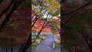 京都紅葉2024/12/1智積院見頃　Breaking: Kyoto autumn leaves: #shorts #京都  #kyoto #紅葉 #紅葉2024 #autumnleaves