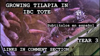 Growing tilapia in IBC tote