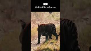 Huge Bengal Tiger '888' (Melghat Tiger Reserve)