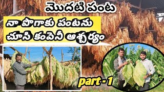 Tobacco cultivation in Telangan / Damage free crop tobacco / నష్టం లేని ఏకైక పంట పొగాకు part-1