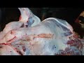 skin removing process of a big ox by a skilled person