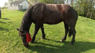 КОБИЛА ПО ОБАМІ/КОНІ В ВАШКІВЦЯХ/horses in Ukraine