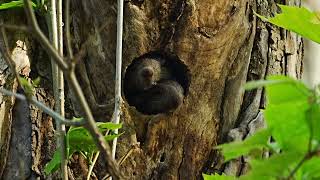 [4K] 巣穴から顔を出す子リス達　Child squirrels who come out of the burrow