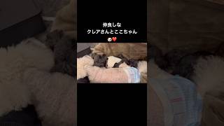 【我が家の愛犬】クレアさんに振られたここちゃんの表情がなんとも可愛い🐶❤️#愛犬との暮らし#トイプードル#love