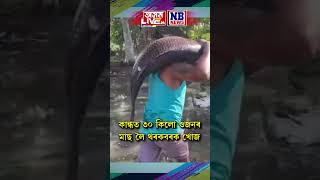 যোৰহাটত ৩০ কেজি ওজনৰ ভকুৱা মাছ