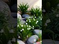 Lily of the Valley #satisfying  #shortsvideo #flowers