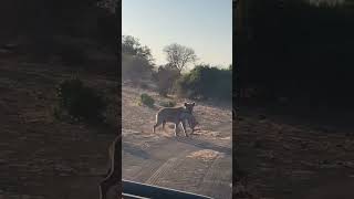 What an epic sighting of a hyena moving its warthog kill