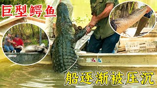 沼澤獵手：鱷魚被咬死，水裏或出現巨物，船逐漸被壓沈！紀錄片