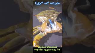 సృష్టిలో అద్భుతం..!!