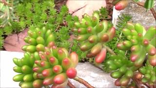 多肉植物図鑑 セダム属「虹の玉」ニジノタマSedum × rubrotinctum,Succulent plants