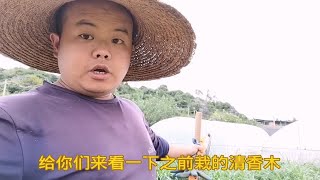 移栽几棵清香木到花盆里，栽起来后看着还是比较不错的