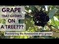 Amazonian Tree Grape - Fruit Trees of Costa Rica