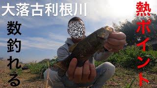 【埼玉バス釣り】大落古利根川！飽きるくらい釣れる！オススメポイント紹介【バス釣り】