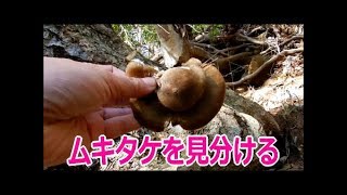 ムキタケを見分ける［食用きのこ］