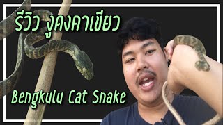 งูดงคาเขียว ( Bengkulu Cat Snake )