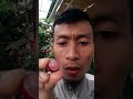 Makan kelengkeng merah rubi longan langsung di pohonnya