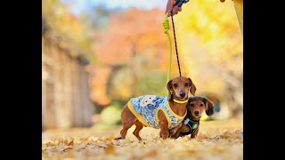 だいちゃんはじめてざんまい物語～はじめてのおともだち・おさんぽ・大きな公園・おふろ～