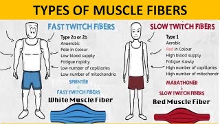 Slow Twitch vs. Fast Twitch Muscle Fibers | Red  Fibers vs. White  Fibers | Type-1 & Type-2 Fibers