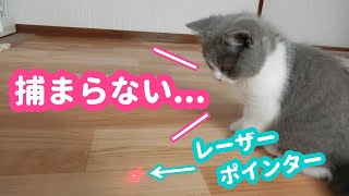 子猫がレーザーポインターで遊ぶ姿がかわいい！光よりも本体が気になる！？【ブリティッシュショートヘア・生後2ヶ月】-A cute kitten playing with a laser pointer-