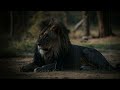 myth of black lions lion genetics explained lion genetics explained