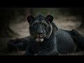 myth of black lions lion genetics explained lion genetics explained