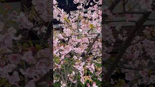 Sakura Cherry Blossom 2024 in Myoun-in Temple, Kyoto, Japan #sacredsites