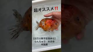 【近日公開予定個体】 江戸錦　大きめ　#金魚 #らんちゅう #江戸錦 #goldfish