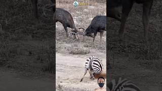 AMAZING!! PERSETERUAN SENGIT RUSA ZEBRA DAN SINGA #animals #shorts