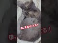 この猫、赤ん坊の隣りで何してる？ 赤ちゃんと猫 猫動画 babyandcat