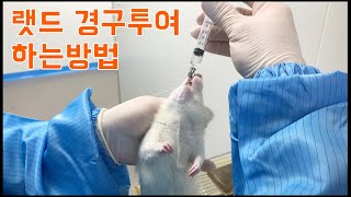 랫드 경구투여 하는방법 Rat oral gavage training