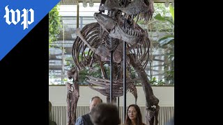 T-Rex skeleton sold for $6 million in auction