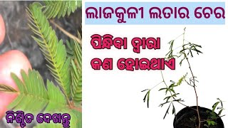 ଲାଜକୁଳୀ ଲତାର ଚେର ପିନ୍ଧିବା ଦ୍ବାରା କଣ ହୋଇଥାଏ#lajakuli latara chera ra prayog