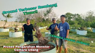 Kupas Tuntas Pengarahan Monster Cemara Udang Di Ground Terbesar Rembang Timur