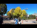 紅葉のベストタイミング上野公園・4k