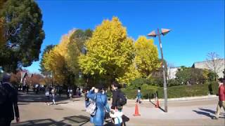 紅葉のベストタイミング上野公園・4K