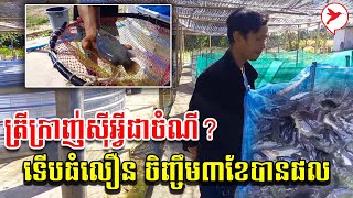 ត្រីក្រាញ់ស៊ីអ្វីជាចំណី? ទើបធំលឿន ចិញ្ចឹម៣ខែបានផល | កម្មវិធីកសិកម្ម