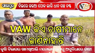 ଧାନ ବିଲରେ  ମୂଳଶଢା ରୋଗ |  ସାଲେପୁର ବ୍ଲକ ସିଢ଼ୋ ପଞ୍ଚାୟତ ଛୋଟିନଟରା ଗ୍ରାମର ବିଲରେ ଧନଫସଲ ନଷ୍ଟ | VAW ଏଠି ଅଜଣା