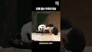 연휴 끝난 현상황ㅋㅋㅋㅋ | #Panda #Fubao #Babypanda #twins