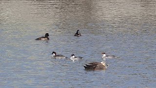 ため池のカモ4種類＠宮城県岩沼市