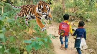 Tiger attack Man in the forest jungle me Tiger Ka attack... royal Bengal tiger Attack ...,💓🐯.☔.1.