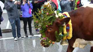 Almabtrieb - St Martin bei Lofer