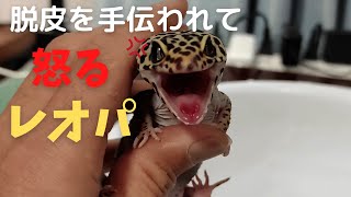 脱皮を手伝われて怒るレオパ【激おこ再び】　レオパ観察日記＃15