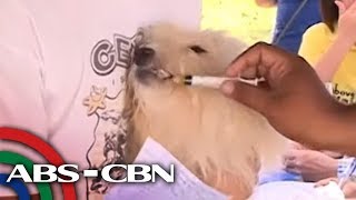 World Rabies Day: Daan-daang aso't pusa binigyan ng libreng bakuna | TV Patrol