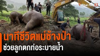 นาทีชีวิตแม่ช้างป่าช่วยลูกตกท่อระบายน้ำ | ข่าวค่ำ มิติใหม่ | 13 ก.ค. 65